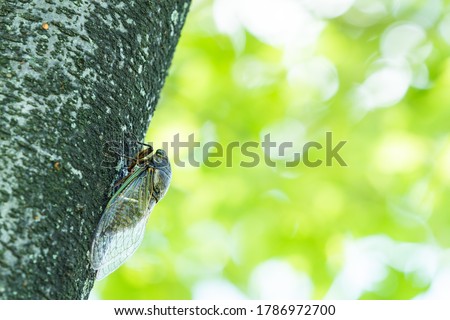 A Black Cicada on The Tree in Summer