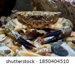 Black claw crab. Xantho poressa       