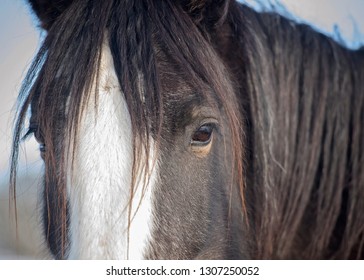 Black Clydesdale Face