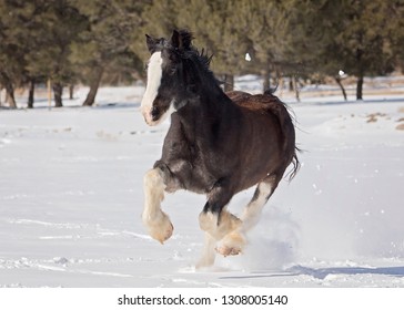 Black Clydesdale Running In Snow