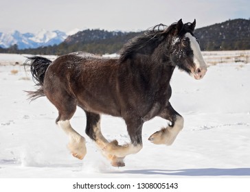 Black Clydesdale Running In Snow