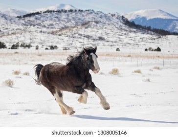 Black Clydesdale Running In Snow