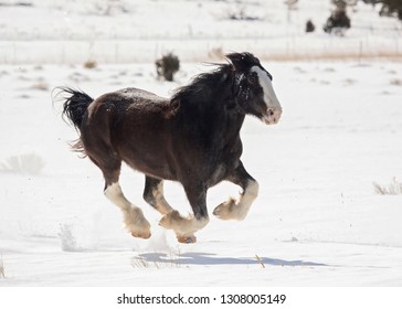 Black Clydesdale Running In Snow