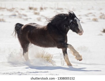 Black Clydesdale Running In Snow