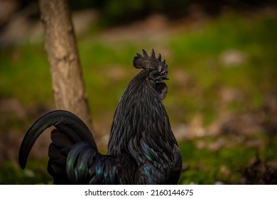 Black cock and color hens in spring on fresh green grass and flowers - Shutterstock ID 2160144675