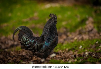 Black cock and color hens in spring on fresh green grass and flowers - Shutterstock ID 2160144703