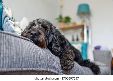 Black Cockapoo Dog Relaxing On A Couch.