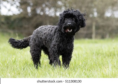 Black Cockapoo In A Field