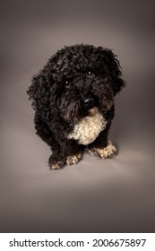 Black Cockapoo In Studio Setting