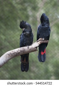 Black Cockatoo