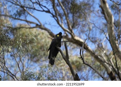 Black Cockatoo In Gum Tree Australia 