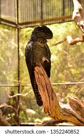 Black Cockatoo At Healesville Sanctuary