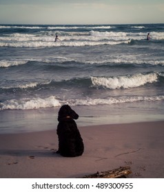black cocker spaniel at the beach