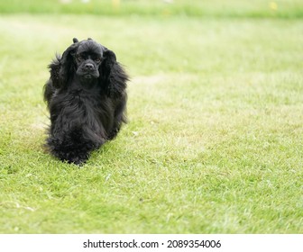 Black Cocker Spanier Running Through A Green Short Grass Field.  Long Thick Fur Flowing In The Wind On A Summer Day