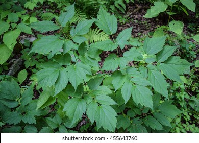 Black Cohosh