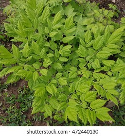 Black Cohosh, Cimicifuga, Racemosa