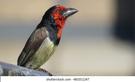 Black Collared Barbet Stock Photo 481011247 | Shutterstock