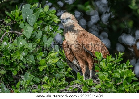 Black collared hawk perched among green on green bush in the Pantanal 