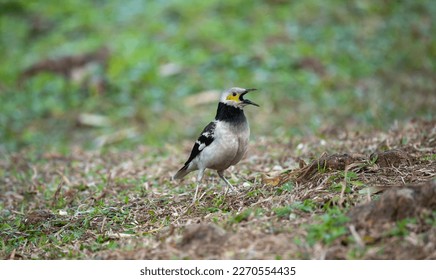 Black collared starling is singing
