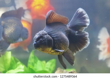 940 Koleksi Aquarium Koki Background Hitam Gratis