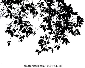 Tree Branches Leaves Silhouette Stock Photos Images Photography Shutterstock