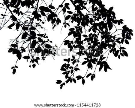 black color of treetop