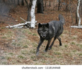 Black colored North American Grey Wolf
