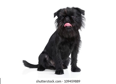 Griffon Belge Gorsel Stok Fotograf Ve Vektorleri Shutterstock