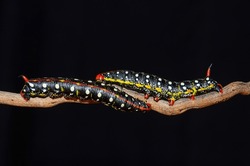 Black Coloured Caterpillars Moving On Branch, Black Background. Spurge Hawk, Hyles Euphorbiae
