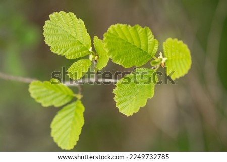 Black or common alder (Alnus glutinosa) branch with leaves in spring. 