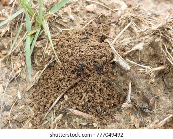 Black Common Ants Constructing Their Home Stock Photo 777049492 ...