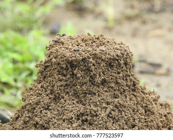 Black Common Ants Constructing Their Home Stock Photo 777523597 ...