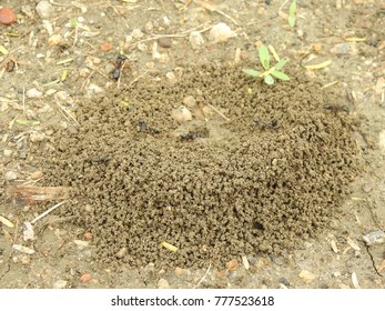 Black Common Ants Constructing Their Home Stock Photo (Edit Now) 777523618