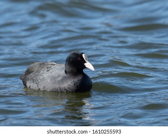 Black Common Coot Pond Stock Photo 1610255593 | Shutterstock