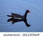 Black common gallinule with a thin white line along its side and a yellow-tipped red bill and forehead is swimming in bright blue water with a dark reflection.