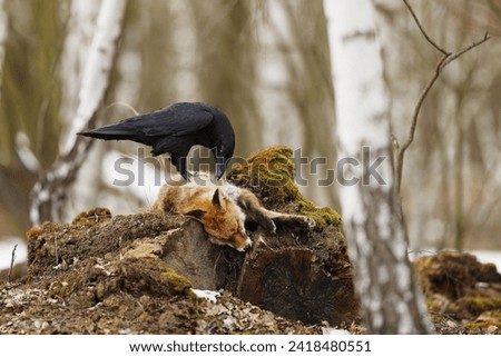 Black common raven, corvus corax, approaching dead red fox laying on the stone. Wild bird with dark feathers and massive beak in forest