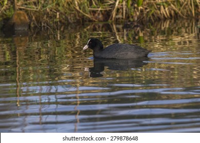 Black Coot (Fulica Atra)