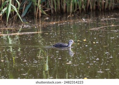 Black coot - Fulica atra a small cub swims on the surface of the pond - Powered by Shutterstock