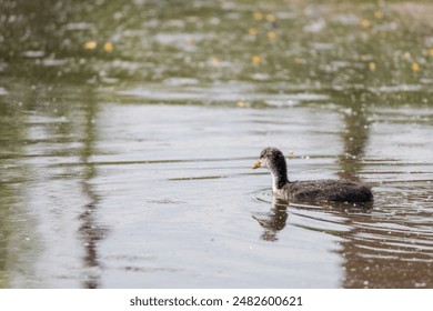 Black coot - Fulica atra a small cub swims on the surface of the pond - Powered by Shutterstock