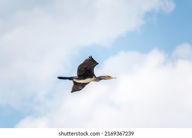 Black Cormorant flying in blue sky. The great cormorant, Phalacrocorax carbo, known as the great black cormorant, or the black shag.