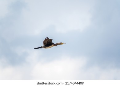 Black Cormorant flying in blue sky. The great cormorant, Phalacrocorax carbo, known as the great black cormorant, or the black shag.