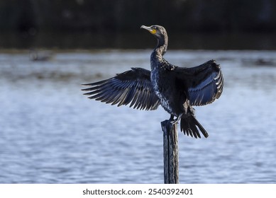 a black cormorant on a stake with its wings spread in the ornithological reserve of Teich on the Basin of Arcachon  - Powered by Shutterstock