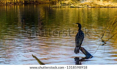 black cormorant sitting on a tree branch above the water, beautiful water scene in nature