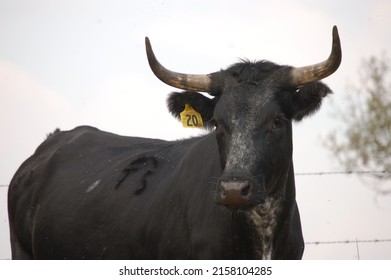 Black Corriente Cow with Horns