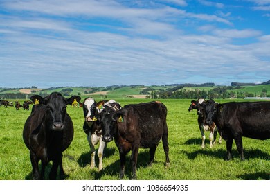 Black Cow Agriculture Outdoor Farm In New Zealand In Blue Sky