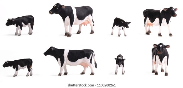 Black cow and calf isolated on white background, various poses - Powered by Shutterstock