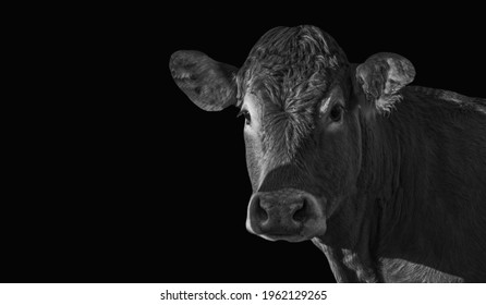Black Cow Closeup Face In The Black Background