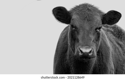 Black Cow Closeup On The White Background 