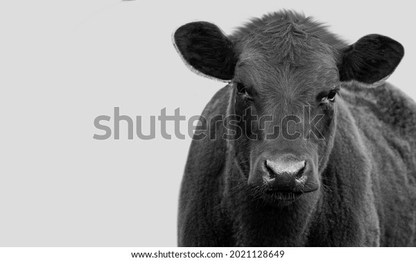 Black Cow Closeup On White Background Stock Photo 2021128649 | Shutterstock