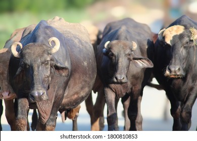 Black cow commonly known as water buffalo in group buffalos are important dairy animal selective focus